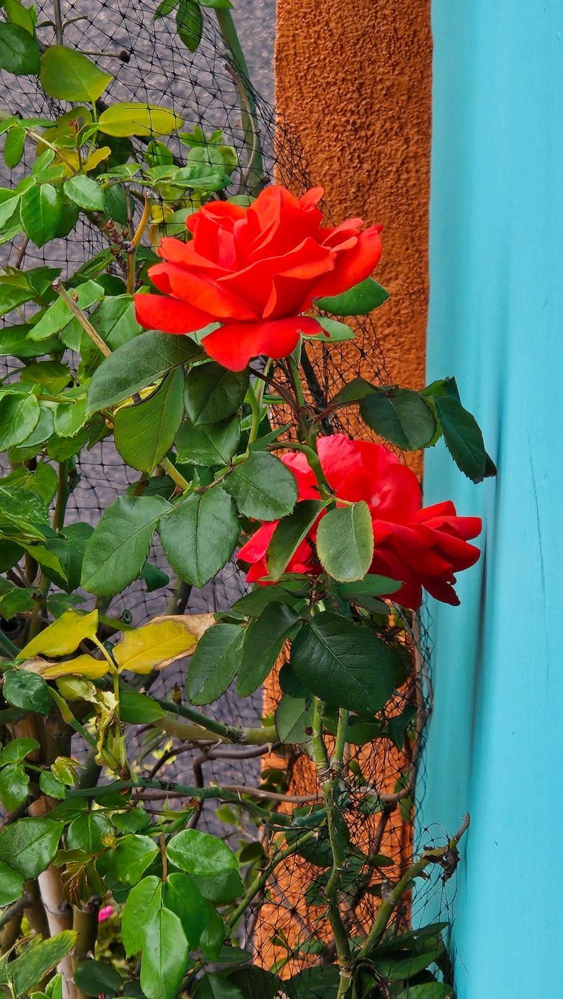 Mexicana Apartment Pink 扎达尔 外观 照片